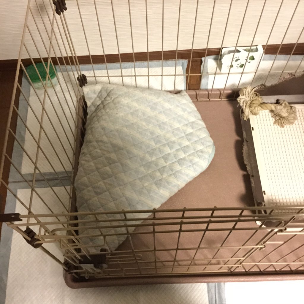 れいと ほんとうちの犬布団にくるまるの上手い T Co Frzcjrnbdk Twitter れいと ほんとうちの犬布団にくるまるの上手い T Co Frzcjrnbdk Twitter