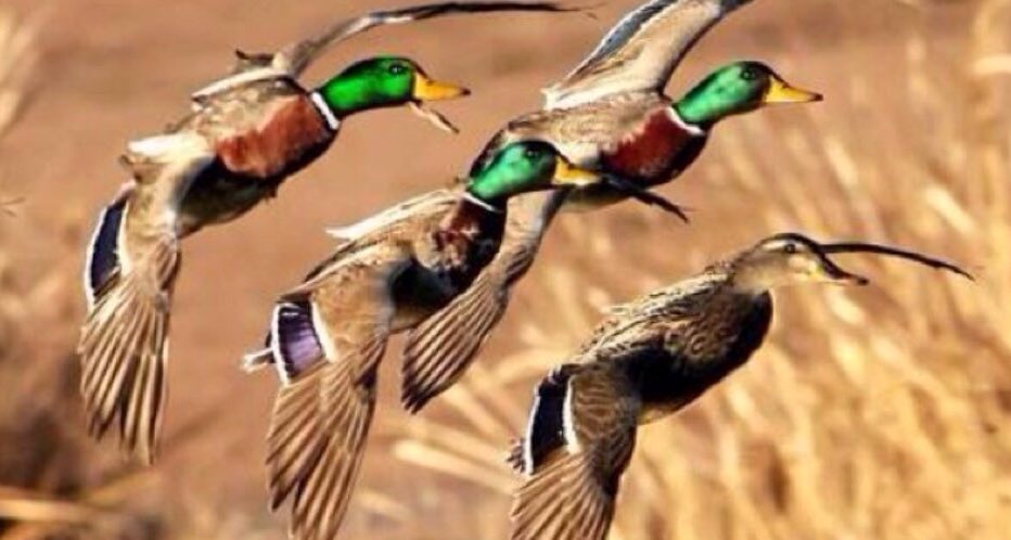 BeavrCreekCalls's tweet photo. Mallard Monday! https://t.co/9zw71pPcFk