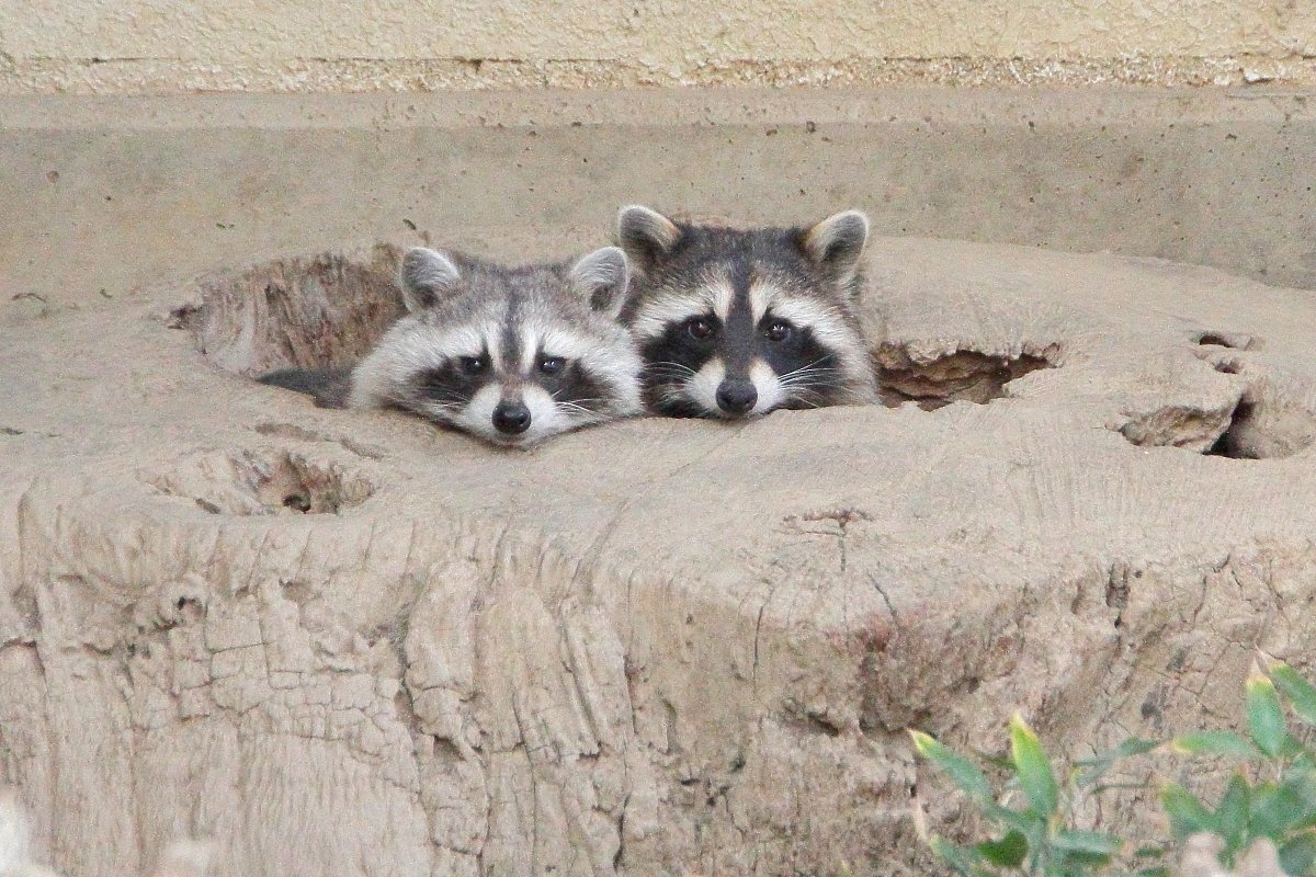 MSM_810's tweet photo. もう絶対に・・・意識的にやっているとしか思えない。　#茶臼山動物園 https://t.co/pYTkhQmnxi