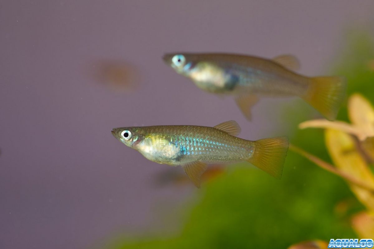 рыба барбус. альфаро бирюзовый аквариумная рыбка. альфаро. альфаро бирюзовый. альфаро рыбка аквариумная.