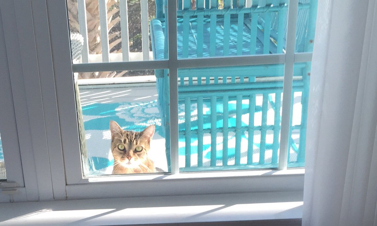 Peeping Tom(cat) alert! Cover your windows asap!