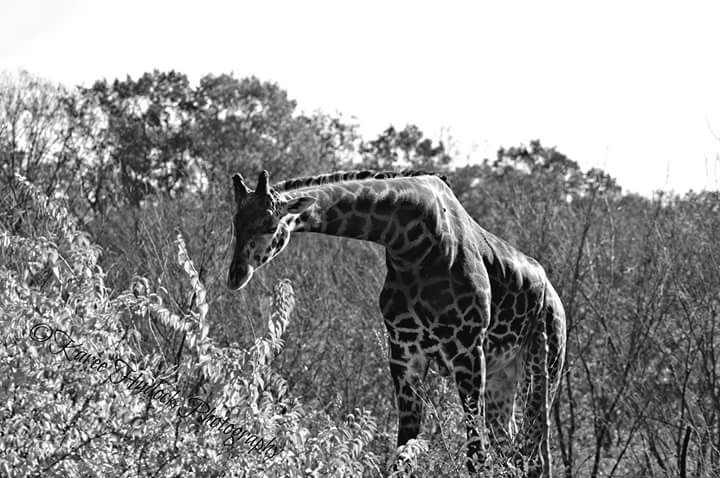 KBDPhotography's tweet photo. #giraffe2015 https://t.co/eG7x5sJavc