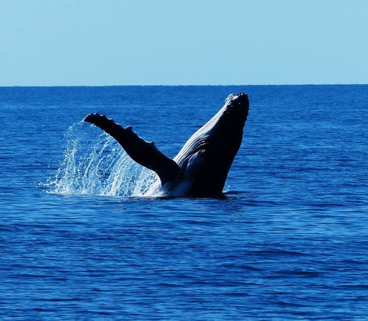 Western Australia tweet media