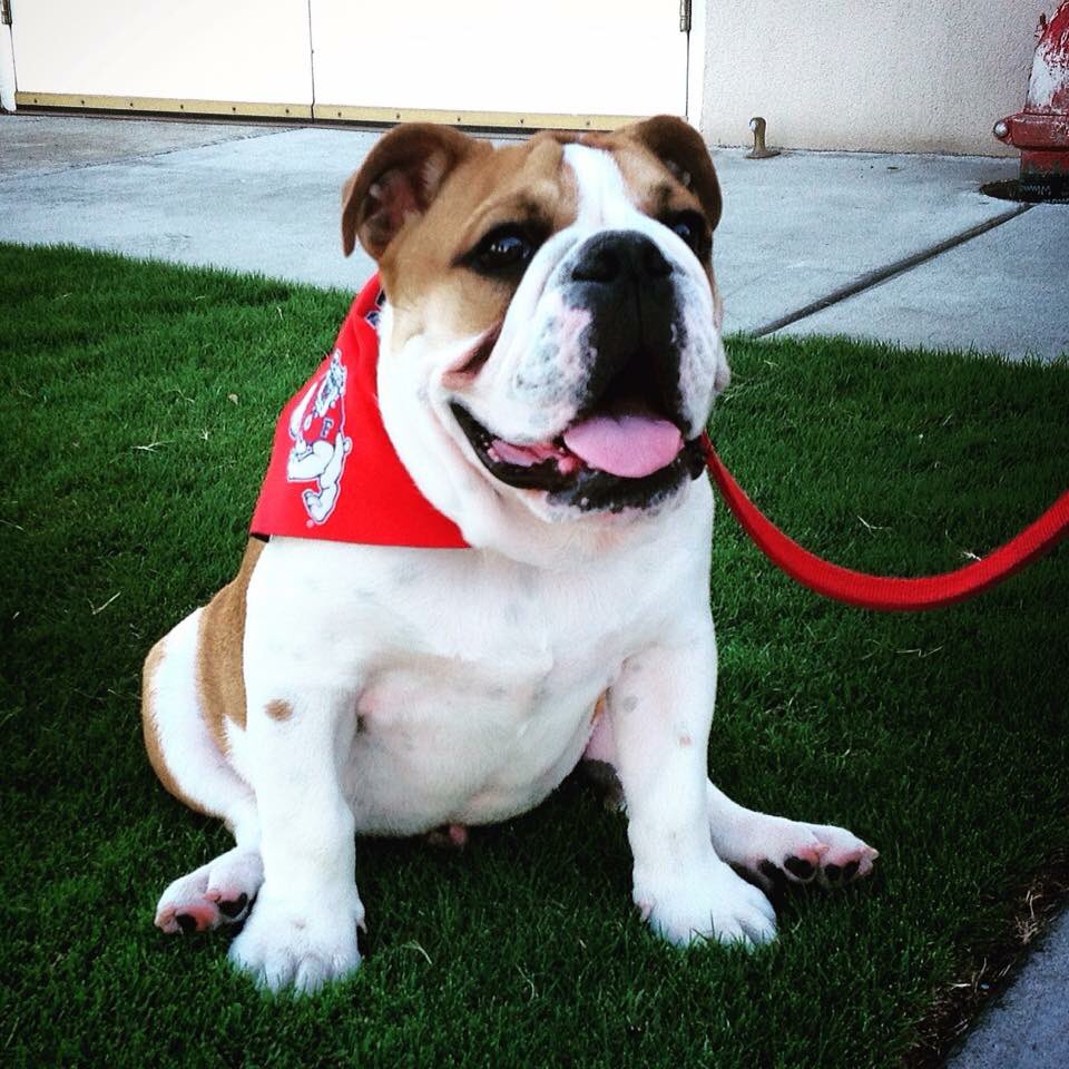 Fresno_State's tweet photo. Happy Monday, Bulldogs! Join Pres. @JosephICastro at @COSGiant 12:30-2pm for Community Conversation in Ponderosa Rm. https://t.co/OlS4b4HNsi