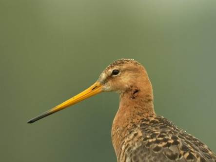vogelkijkcentrum.nl/grutto/ 

10 redenen om de grutto te verkiezen tot nationale vogel