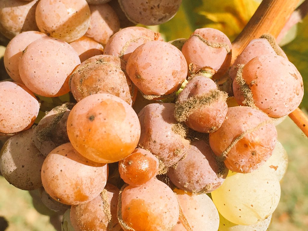 #Noble Rot #muffato #Umbria #Monteleone d'orvieto #Pomario #organic