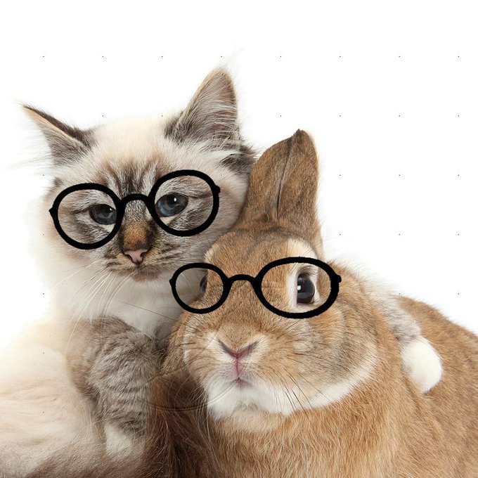 猫の画像をあげると似ている構図の松本潤が送られてくるのtwitterイラスト検索結果