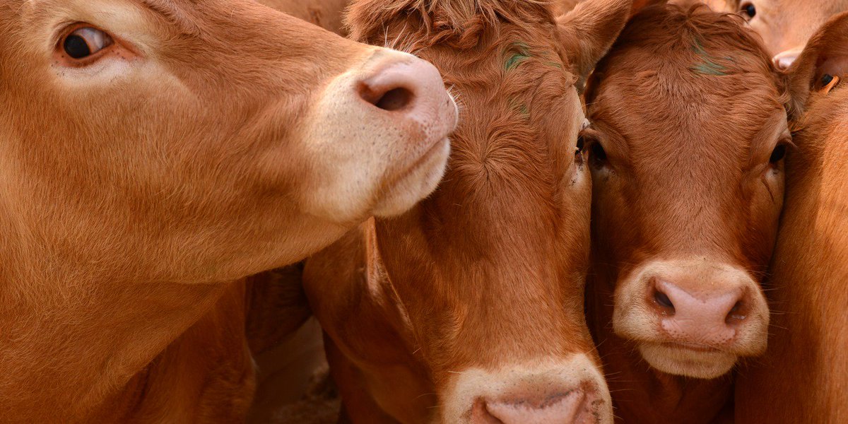 business's tweet photo. Australia has jet-setting cows - and they're a sign of sky-high demand from China https://t.co/WE7tXSZeSV https://t.co/3bKws5OSTF