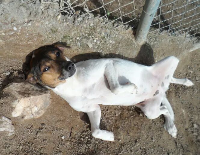 #winzy bodeguera, 4 años. Super cariñosa, #acogida o #adopción