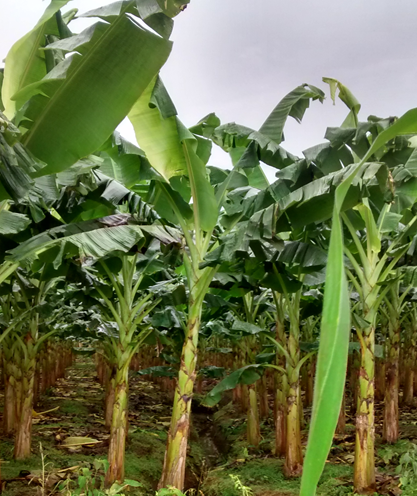 AgroserInt's tweet photo. plantain  production in Urabá requires special  conditions,  according to our technicians, we guarantee  quality. https://t.co/okmOCGLNwq