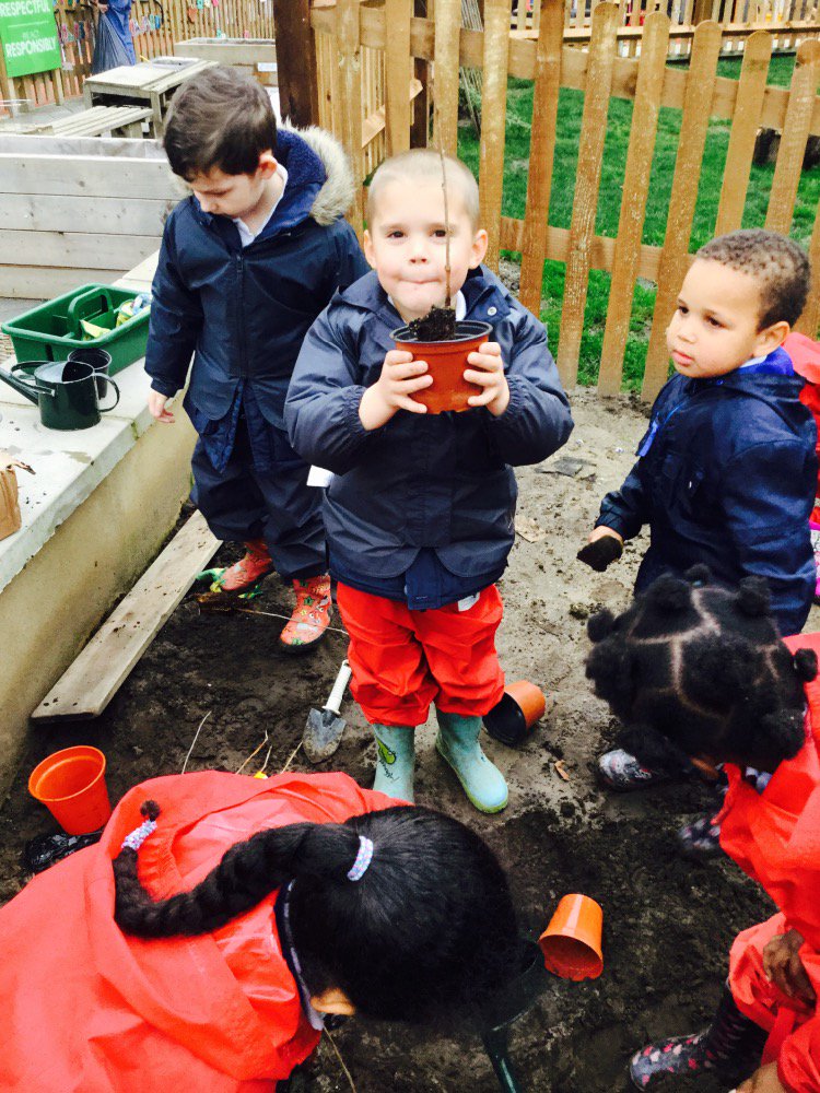 Planting tree saplings in the garden
