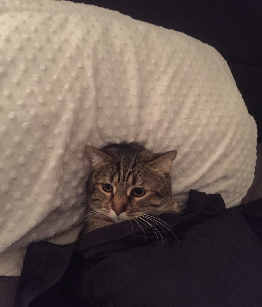 Raheem Kitty tweet media