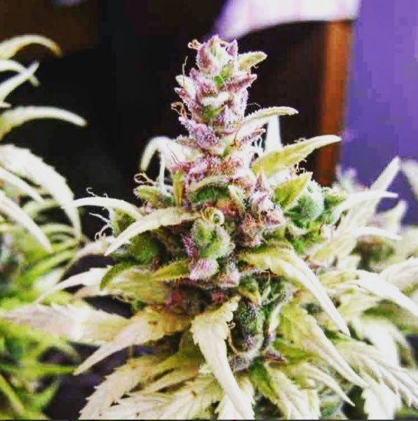 dubyapp's tweet photo. High def. π¨ππ₯ #microbuds ππ₯#highguys π π¨ π #dubyapp #cannabiscommunity https://t.co/HhUfwwbhh1