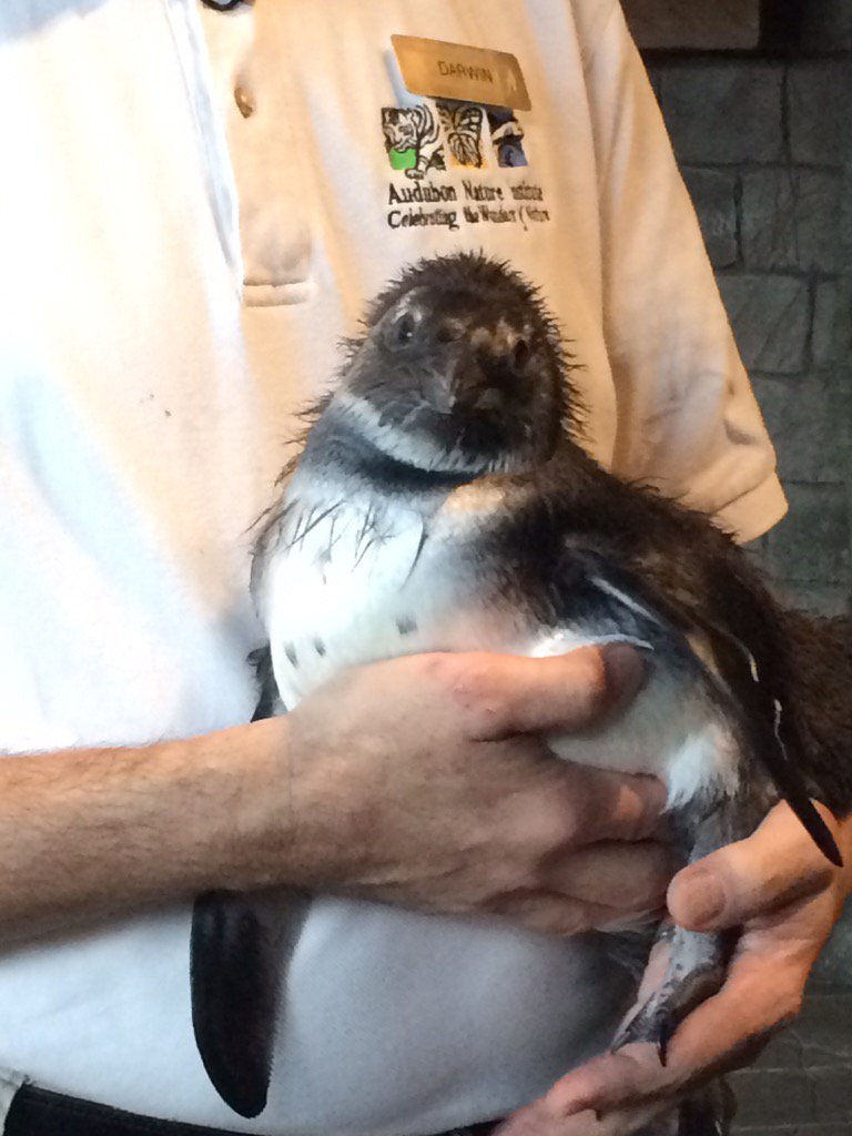 Elmer totally loved her bath this morning! #penguinchick #toocute