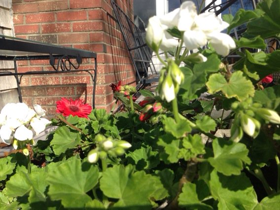 Cape Cod flowers survive another cold night, flourishing second week of November. Bringing them in today