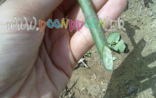 JavadHafez's tweet image. 