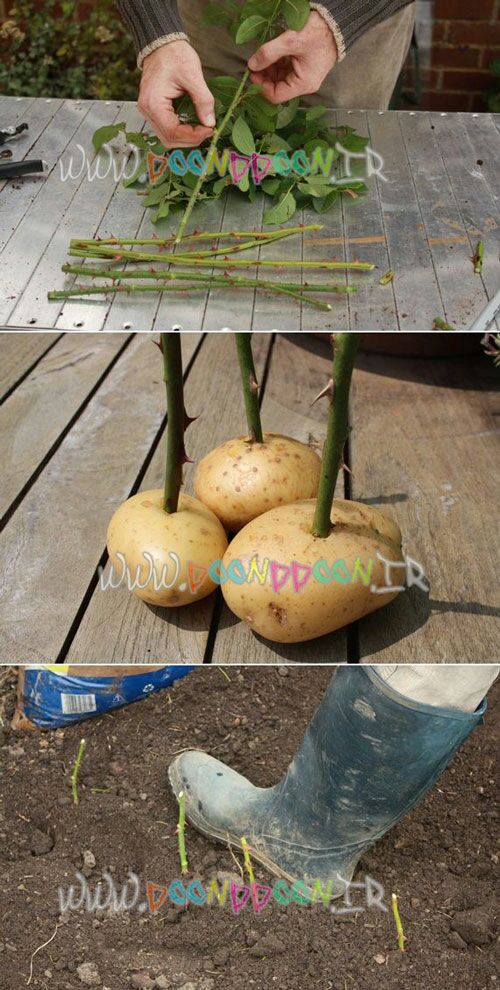 JavadHafez's tweet image. 