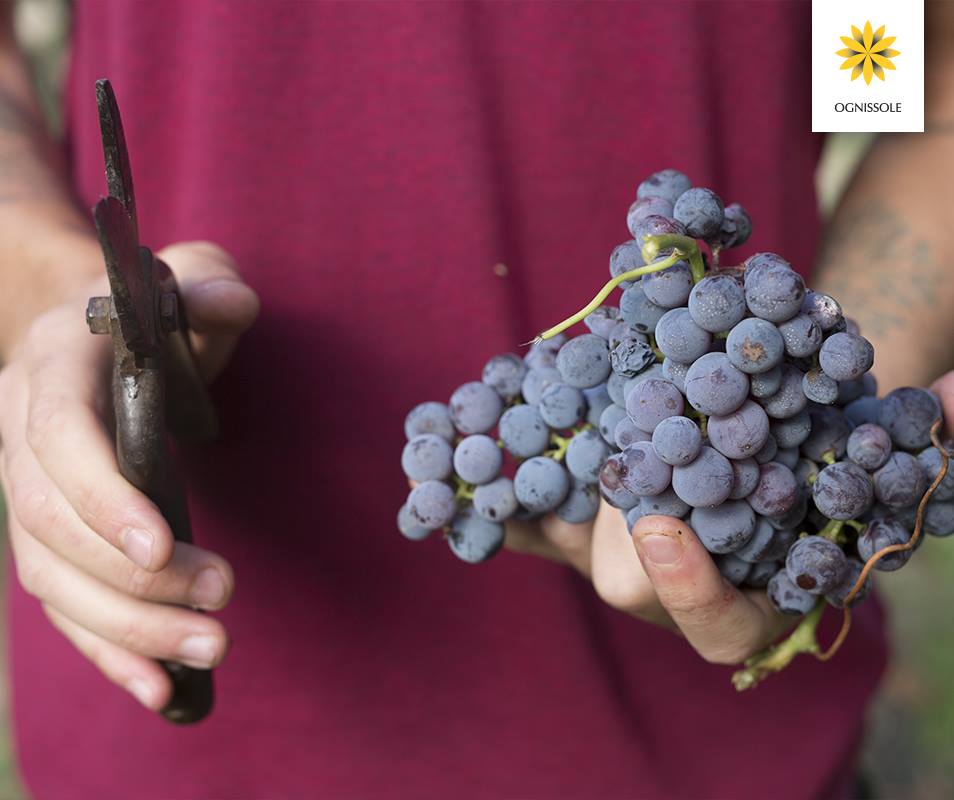 Il dono essenziale della terra. Scopri #Ognissole su ognissole.it. #Puglia #vini #apulianwines