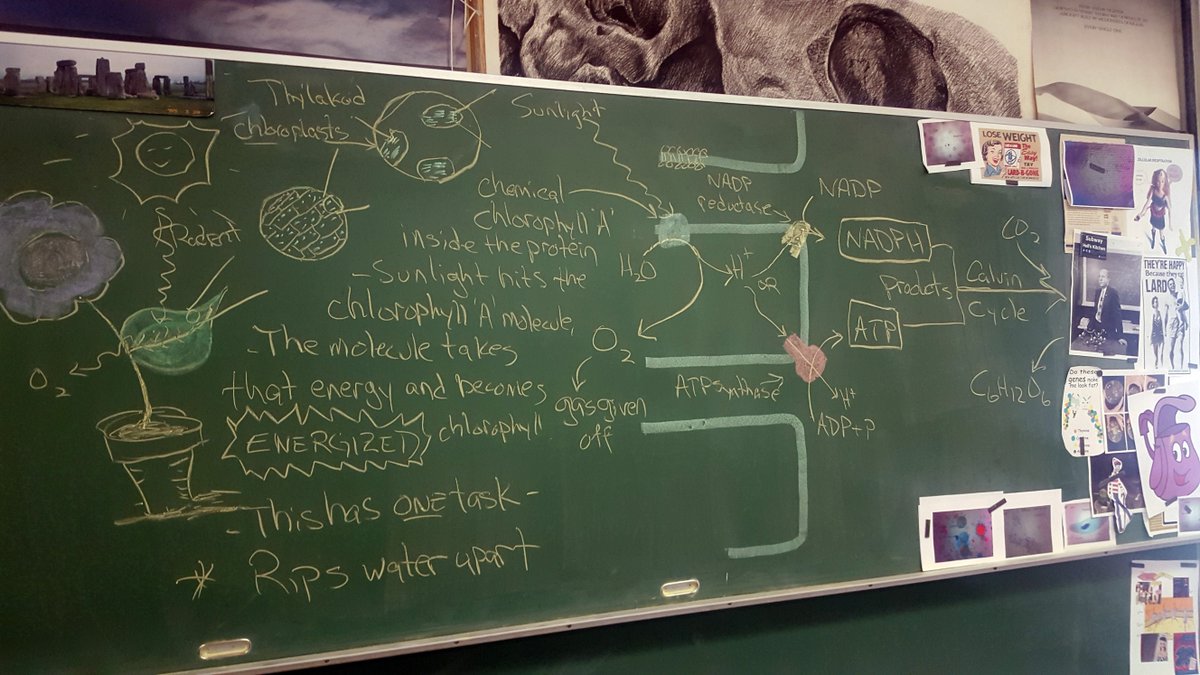 MrP_Bio's tweet image. #Bio30 #chalkrules Light reactions in Photosynthesis