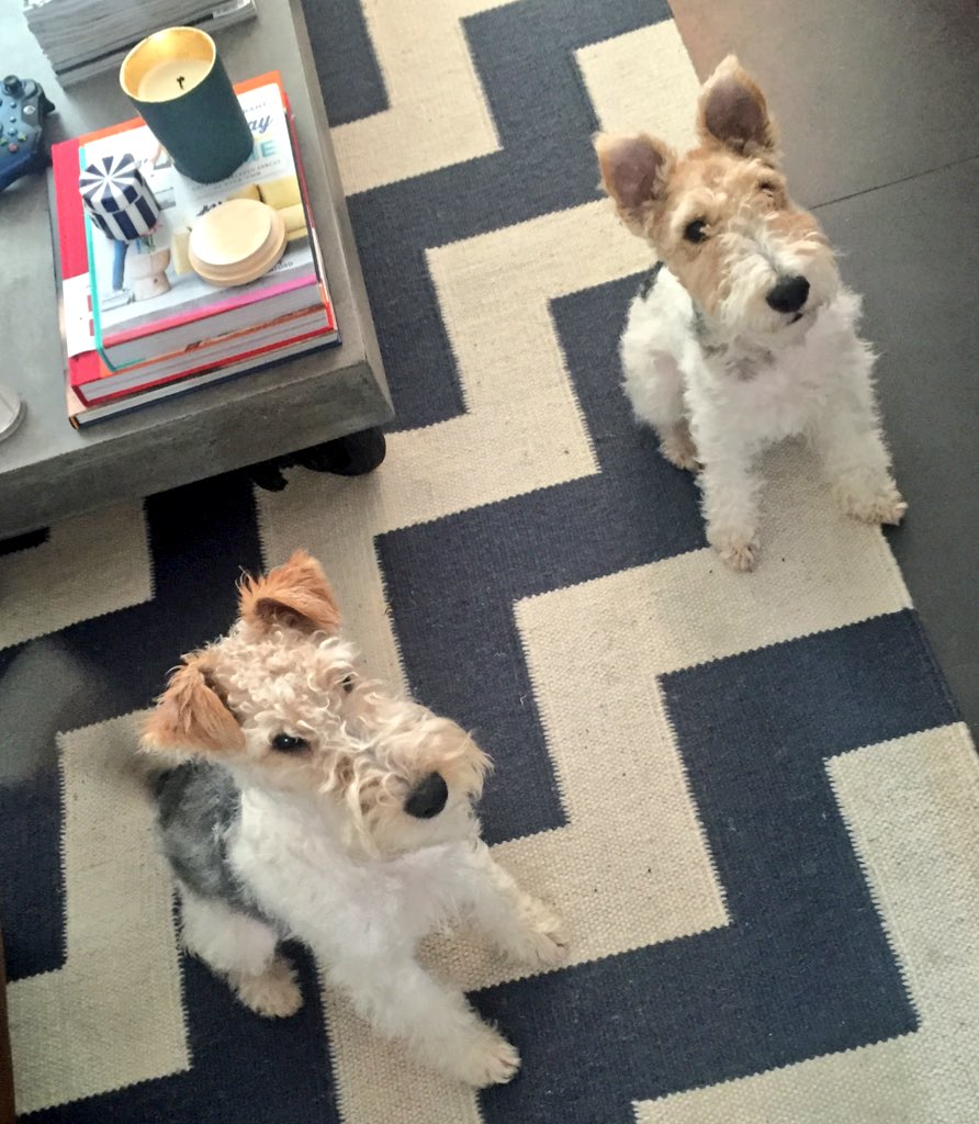 itsgabraf's tweet photo. @MrsAndreaMoss now that it's summer Ella &amp; Oliver are wondering when we're having a dog play day 🐾 https://t.co/9Et0m0BU0U