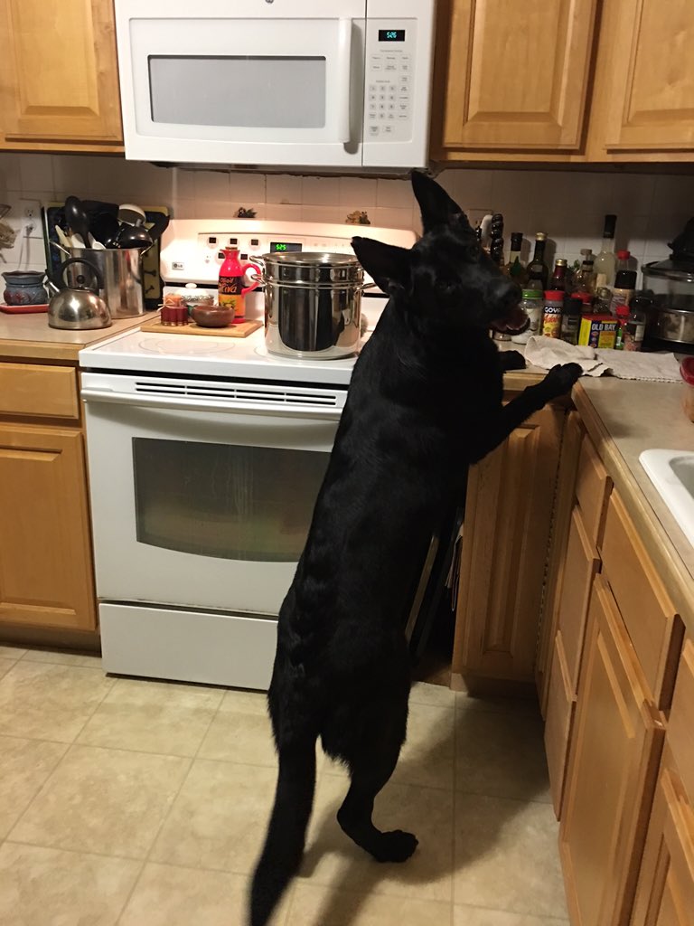Leistunghund's tweet photo. Hey .@civildog1 ...
Betty wants to know if Jerry likes it hot & spicy?
ππ±π
#kitchenb*tch https://t.co/7xQXb6xAgo