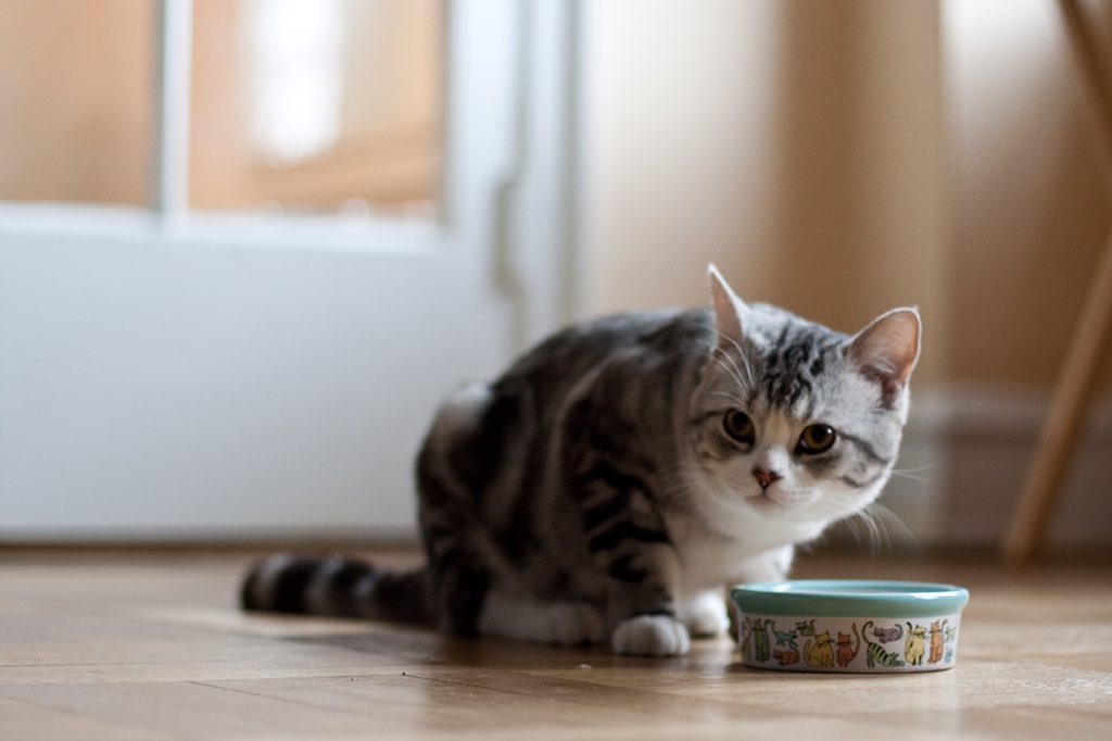 PetFed's tweet photo. https://t.co/sZAdbSgPLB  Don't make these mistakes with your furry friends! https://t.co/tgj7fvcHI9