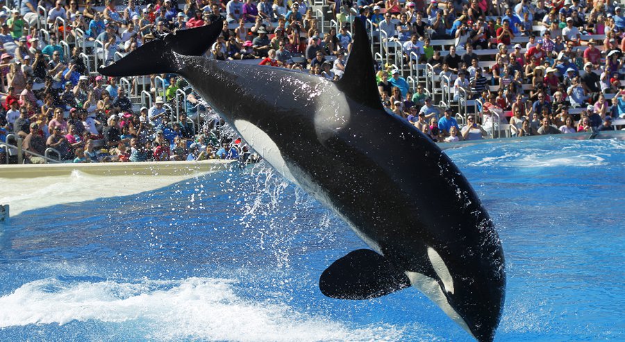 MissionBlue's tweet image. BREAKING: @SeaWorld to phase out its longstanding theatrical killer whale show in San Diego. #oceanoptimism