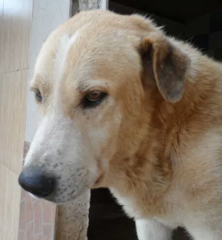 #excalibur #mastín 6 años. Se merece ser por fin feliz. #acogida o #adopción