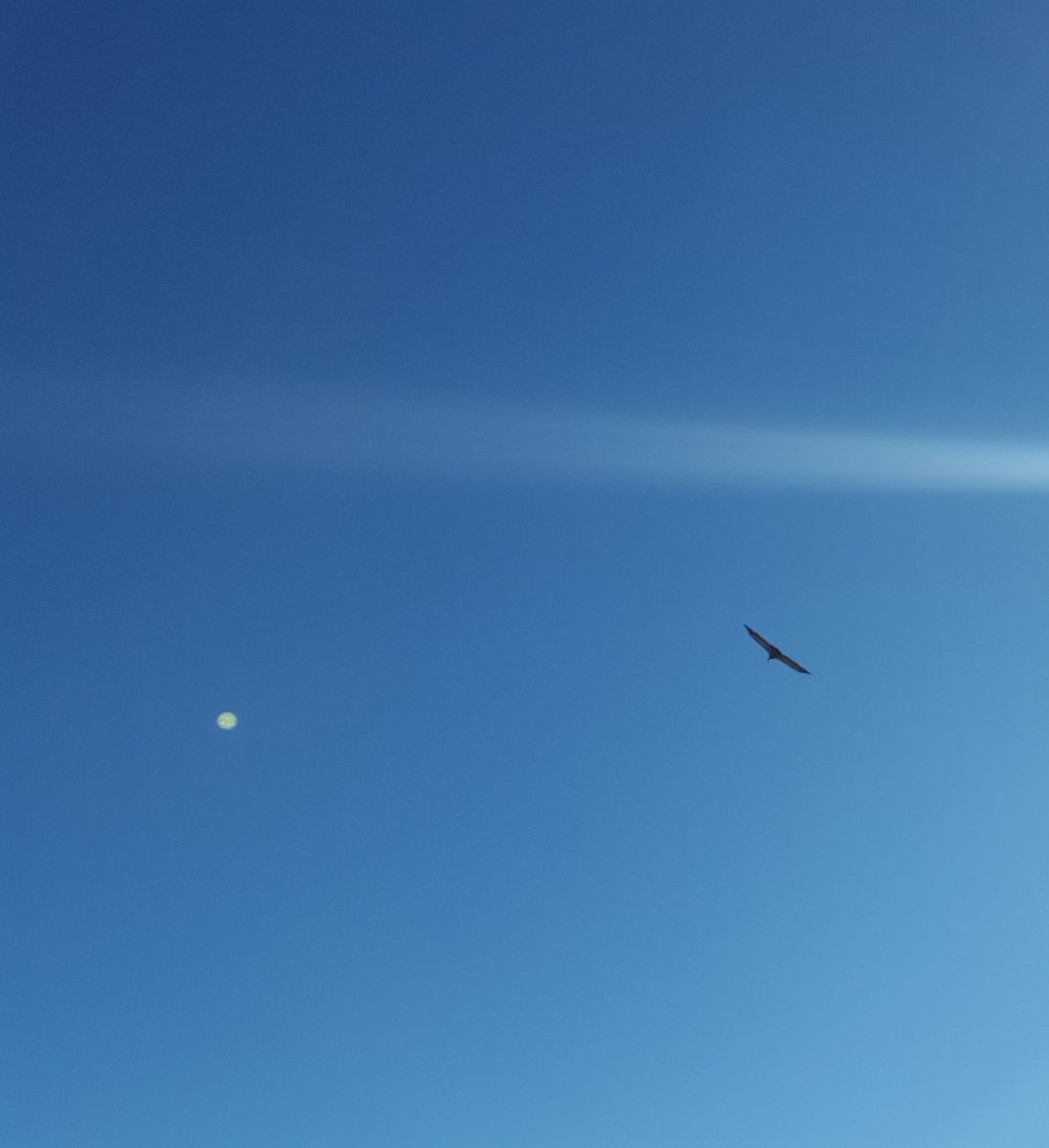 Nach0cr's tweet photo. @navedelmisterio hoy en la sierra de Madrid, fotografiando a unos buitres, apareció un objeto  cicular en el cielo https://t.co/DFzUXyrrxL