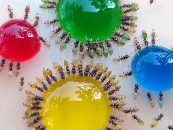 abcdfg211's tweet photo. #غرد_بصورة  
#صورة عجيبة للنمل ذو المعدة الشفافة ~ حيث يتلون بلون شرابه. https://t.co/4L22lcNVQn
