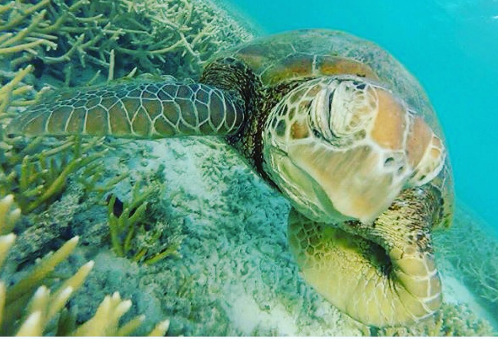 HWSabroad's tweet photo. Emma found a new friend on Heron Island! #HWSabroad https://t.co/j3Fn17KUyX