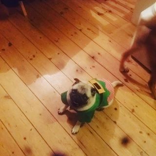 Joy_PhotoCam's tweet photo. Santa's little help pug
#pug #puglife #itstimeforchristmas https://t.co/cGDmR0e146 https://t.co/nBJAwbsM5A