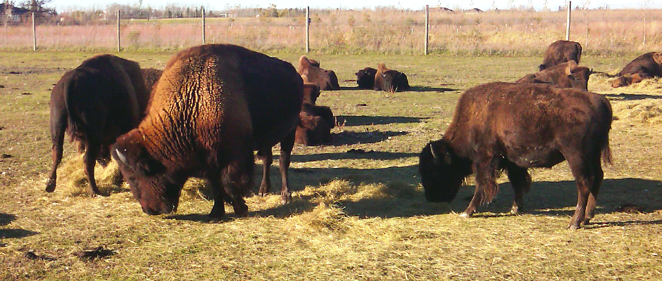 wildlifesociety's tweet photo. #TWS2015 attendees get up close and personal with a #Manitoba #bison herd. https://t.co/203OKeIzTL @FortWhyteAlive https://t.co/MlLuTEW6dV