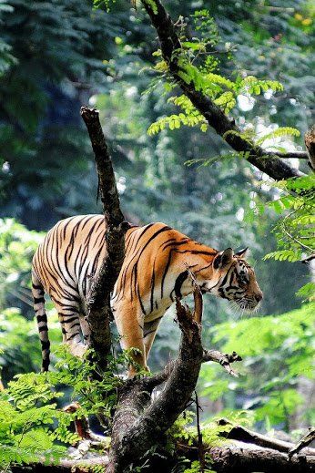 kelum12345's tweet photo. #animalsk #howtotsu #sharelater #kelumqoutes #srilanka #tsu #kelumimages #tsufamil... https://t.co/KTI2p2QDaA https://t.co/ufEHr7jPSb