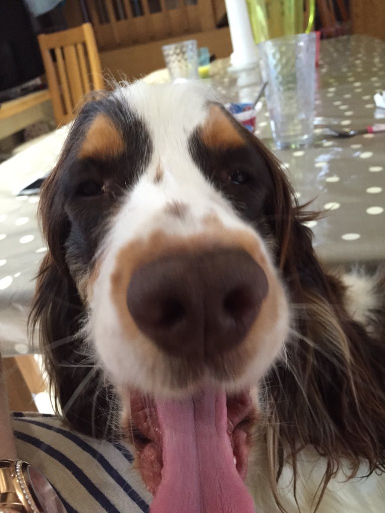 cathbaseyfisher's tweet image. Someone must know where my little boys Harry&amp;amp;Flynn are @DoglostUK @frankturner gone from my garden since 2/11/15