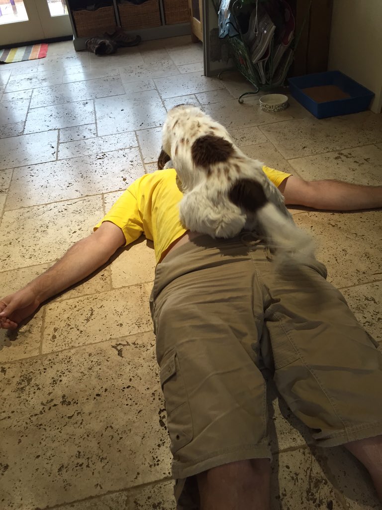 cathbaseyfisher's tweet image. Someone must know where my little boys Harry&amp;amp;Flynn are @DoglostUK @frankturner gone from my garden since 2/11/15