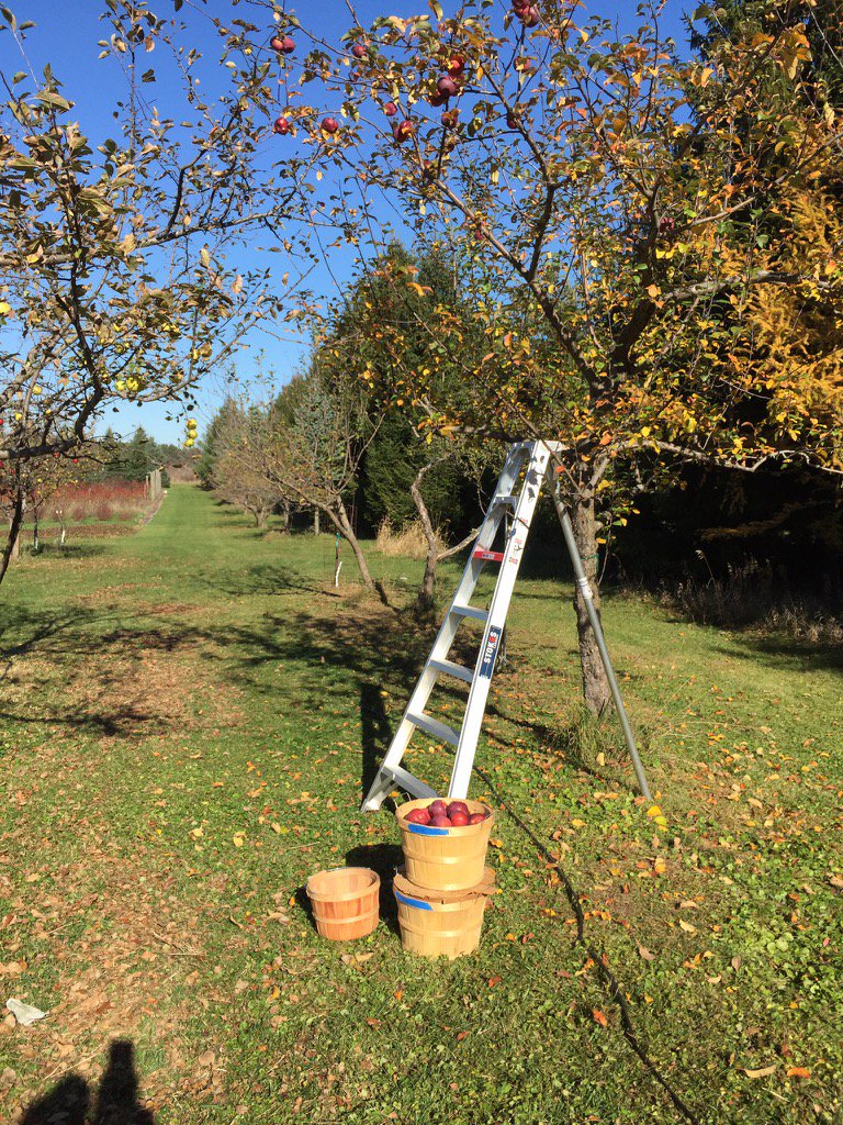 JohnJourdan1's tweet image. Picking apples in Nov. First year we could pick this late #RealClimateChange #minnesota