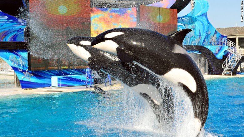 cnnbrk's tweet photo. SeaWorld: Phasing out killer whale show at San Diego park for ‘more natural setting.' https://t.co/y3eLAgDj0F https://t.co/pNbH4p6GcX