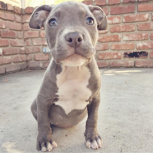 Meet Aspen, an 8wk pit puppy who's up for adoption through <a href="/WagsandWalks/">Wags and Walks</a>. Apply to adopt @ WagsandWalks.org