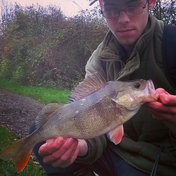 speckywright's tweet photo. Close to 2lb out the canal on a lure today! Was so happy with it!! #perch #lure #canalfishing #marketharborough https://t.co/jincZytQwa