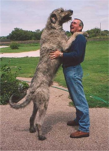LApetsitting's tweet photo. Big energetic dogs! The Irish Wolfhound &amp; Rhodesian Ridgeback breeds. Hope their people can keep up! https://t.co/NuY2dxEKjA