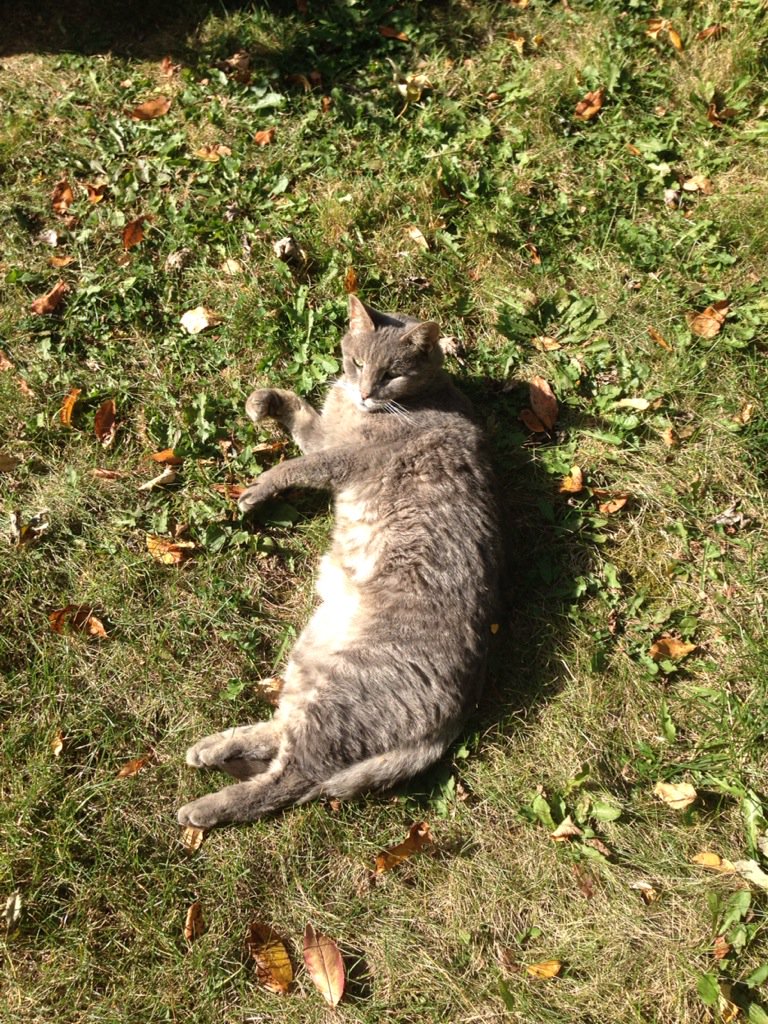 #NationalCatDay