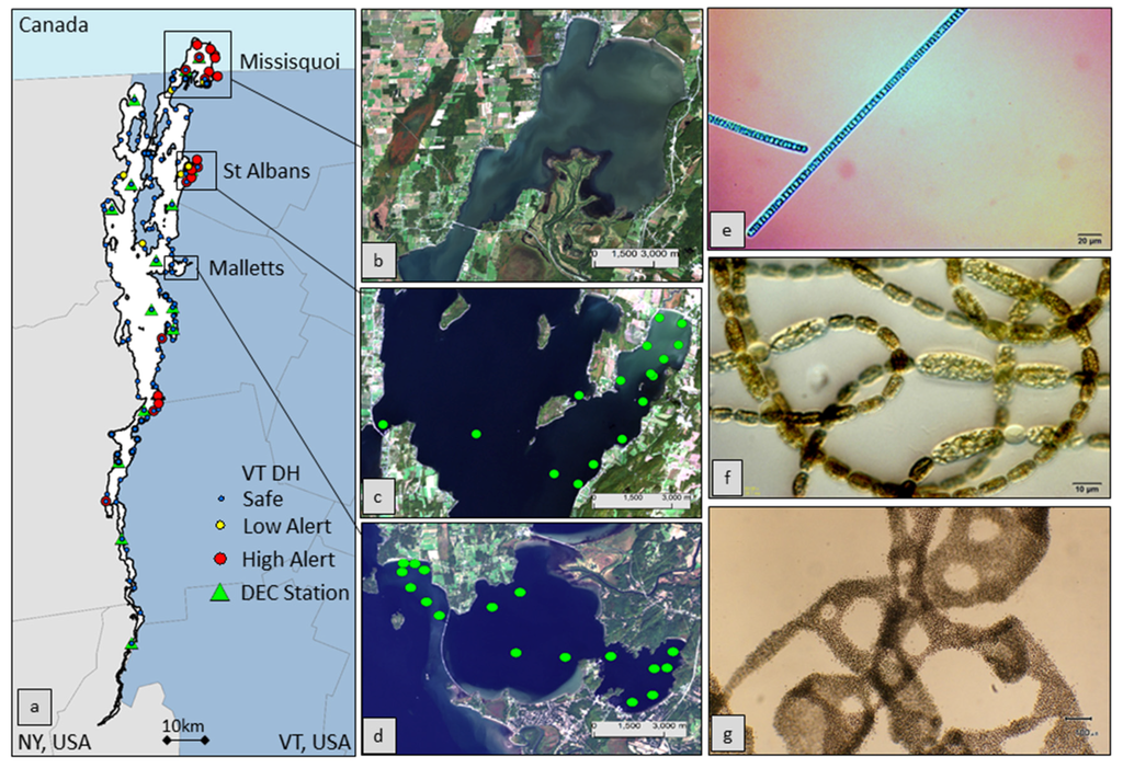 CRVT_'s tweet image. Association btwn toxic #algaeblooms in Lake Champlain&amp;amp; #ALS development ow.ly/U9bav #AppliedGeoSolutions