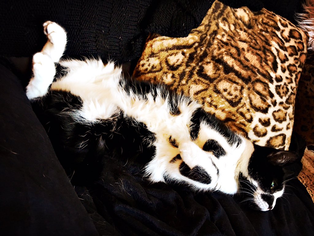 MarshallDane's tweet photo. I play piano...he gets comfy:) #catlove #musicsoothesthesavagebeast #songcredits #50% #eddieiwanthalf #wasintheroom https://t.co/bgxeH8qgnv
