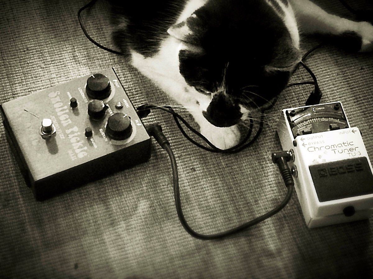 #pedalboard kittens... Playing at the <a href="/TheArtsExchange/">Arts Exchange</a> this #friday13th for the Dear Mr. Peasant Album Release!