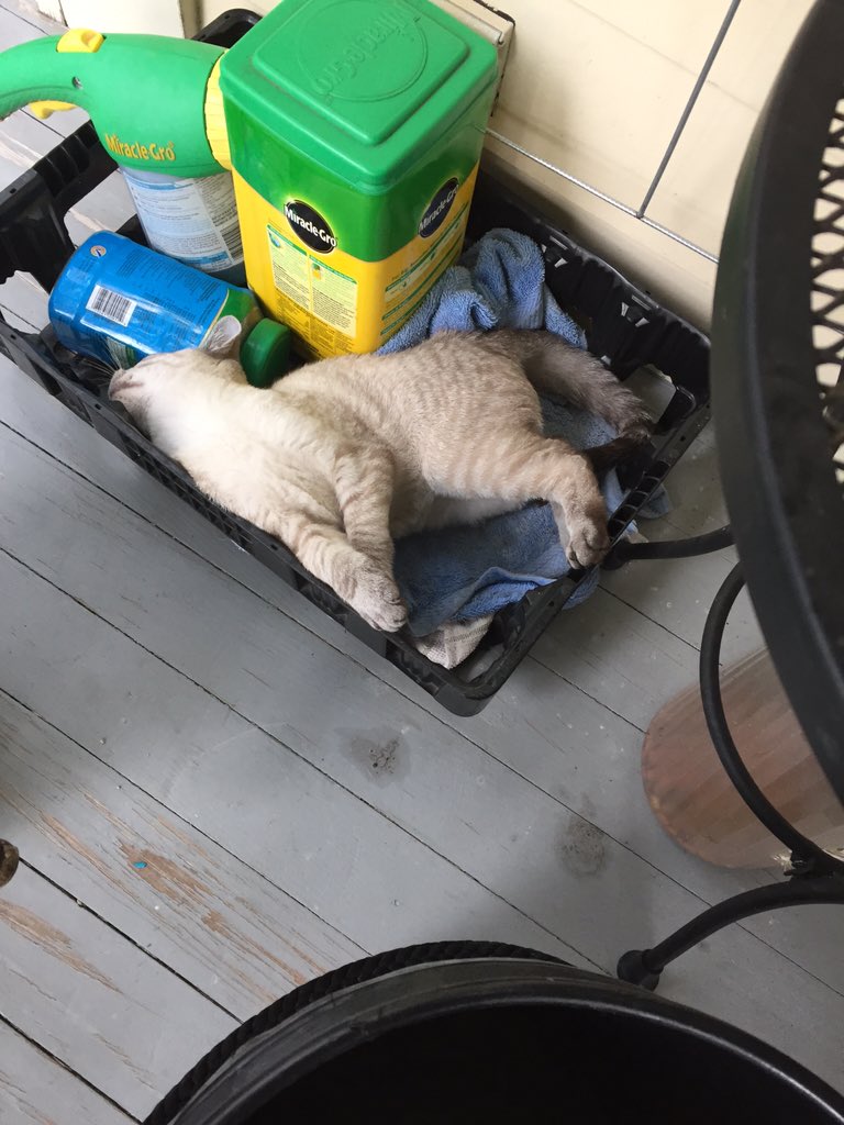 GrantRodrigue's tweet photo. I guess whatever's comfortable... https://t.co/ZCYDOT5k8R