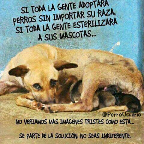 En un país donde el abandono animal es masivo, tú puedes ayudar a evitar que esto pase. Por favor #Esteriliza a tiempo
