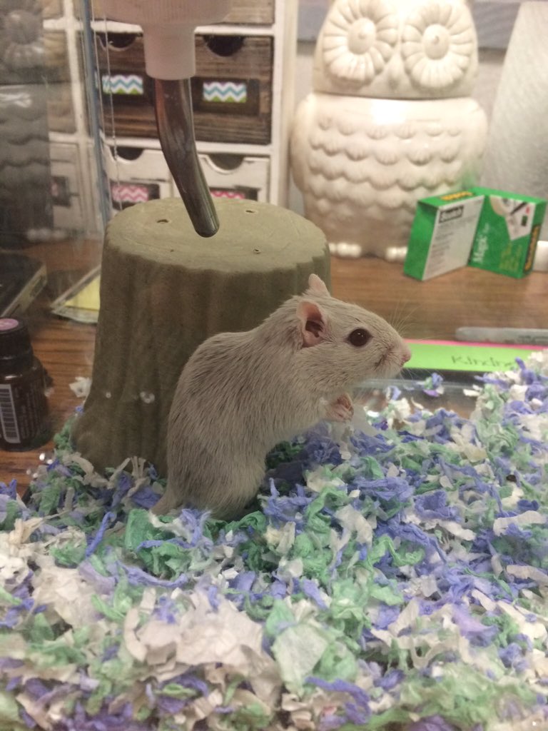 First grade welcoming our new library gerbils! #wceLovesLearning