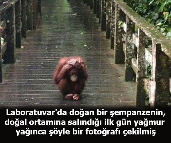 Her gün 1 Yeni Bilgi (@hergunyenibilg) on Twitter photo 