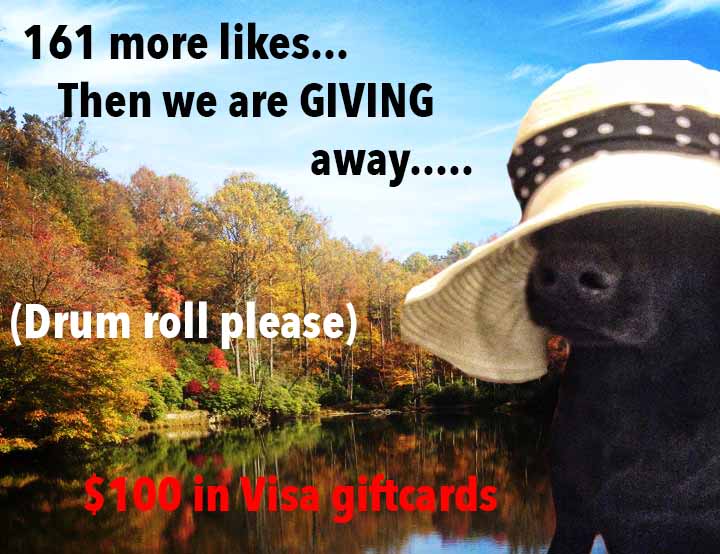 CC_AppState's tweet image. #labsoftwitter #collegecouponsappstate #falldays